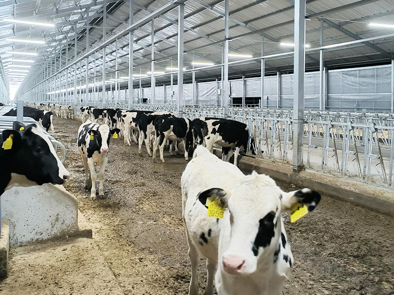 Dairy farm project