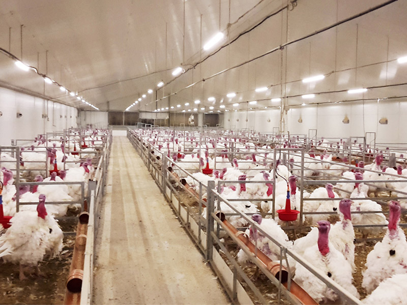 Turkey farm project