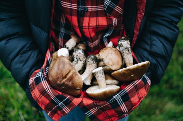 mushroom growing