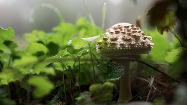 mushroom growing