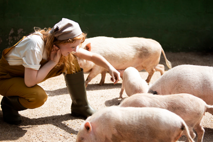 pigs in the farm