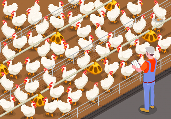 poultry farm